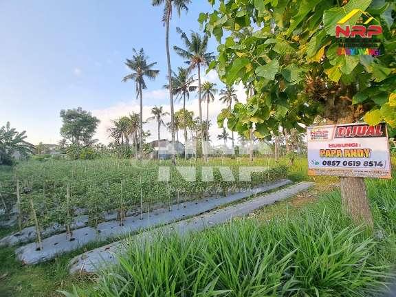 DIJUAL TANAH KEBUN PRODUKTIF DI KETAPANG BANYUWANGI DEKAT JALAN LINGKAR KAWASAN INDUSTRI
