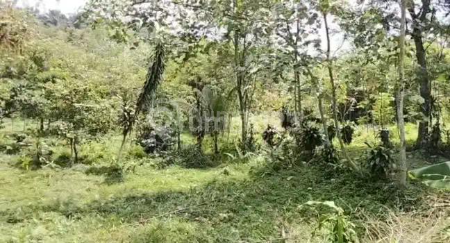 Cigudeg [TANAH] : Dijual-kecamatan Cigudeg-300m ke jalan Provinsi