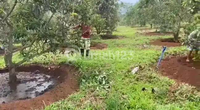Perkebunan Produktif 10 Ha Sukabumi! Sudah Berbuah Durian & 800 Alpukat, Jual Hanya 200Rb/M²!