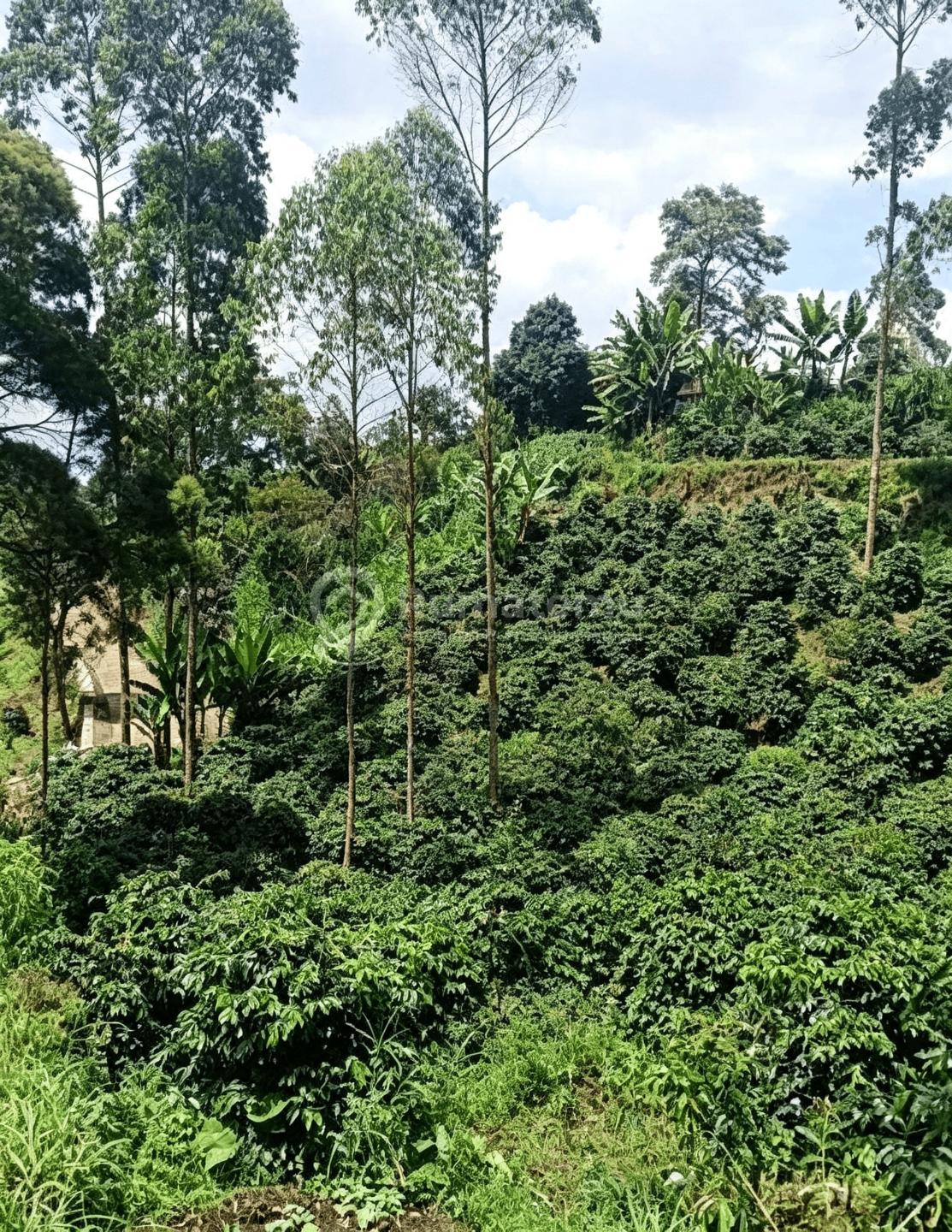Dijual Tanah Perkebunan Kopi di Pangalengan Bandung Selatan