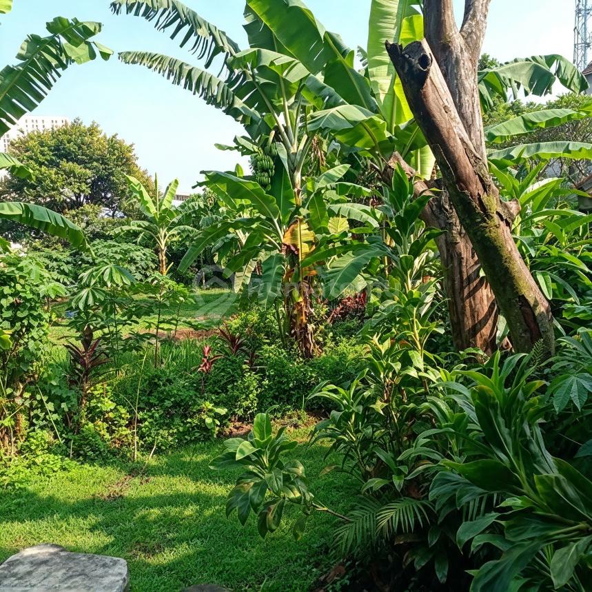 Di Jual Kebun Buah Lokasi Di Cimanggis Depok