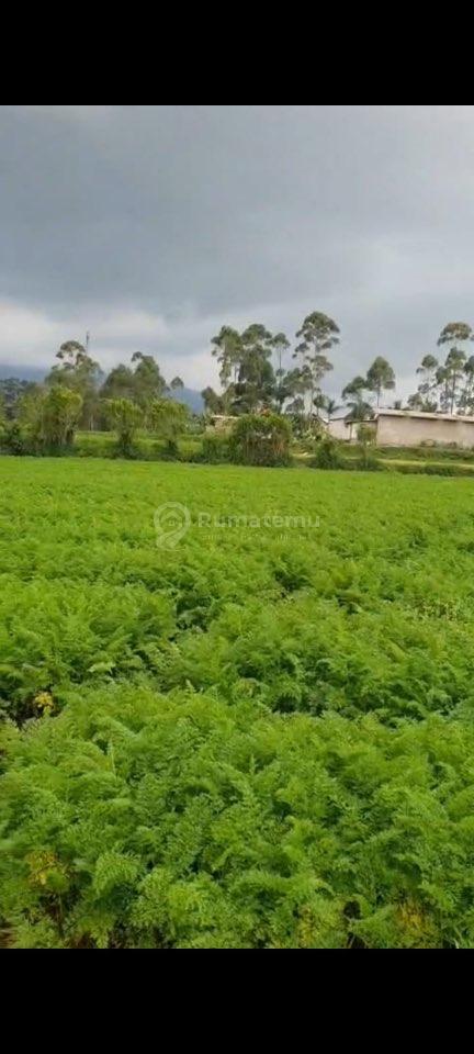 FOR SALE – TANAH PERKEBUNAN PANGALENGAN