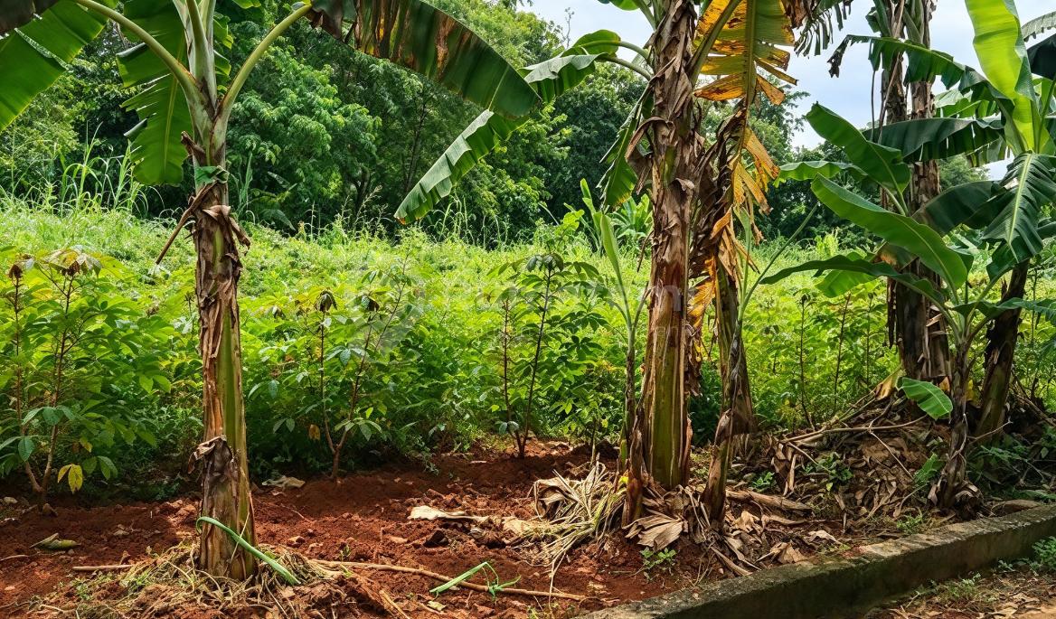 Tanah Siap Bangun di Bogor