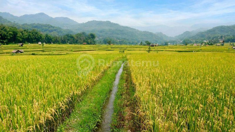 Sawah Produktif Harga Murah 5120 m2 SHM Dilewati Irigasi Masa Panen 3 Kali Pertahun   Sudah Ada Jalan Desa dan Hanya 1,8 km dari Alun-alun Sumedang