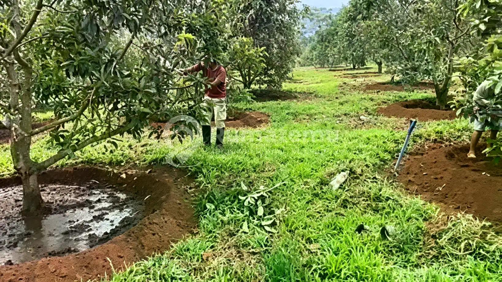 Perkebunan Produktif 10 Ha Sukabumi! Sudah Berbuah Durian & 800 Alpukat, Jual Hanya 200Rb/M²!