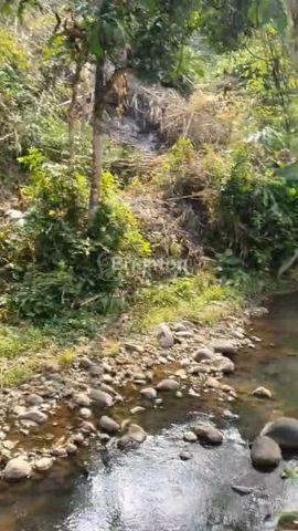 Kebun Durian Potensial Mekar Jaya Bogor