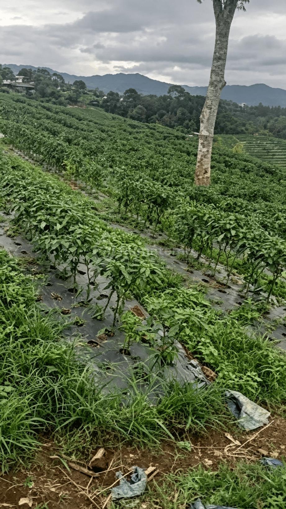 Dijual Tanah di Sebelum Ciwidey Arah Gambung Bandung