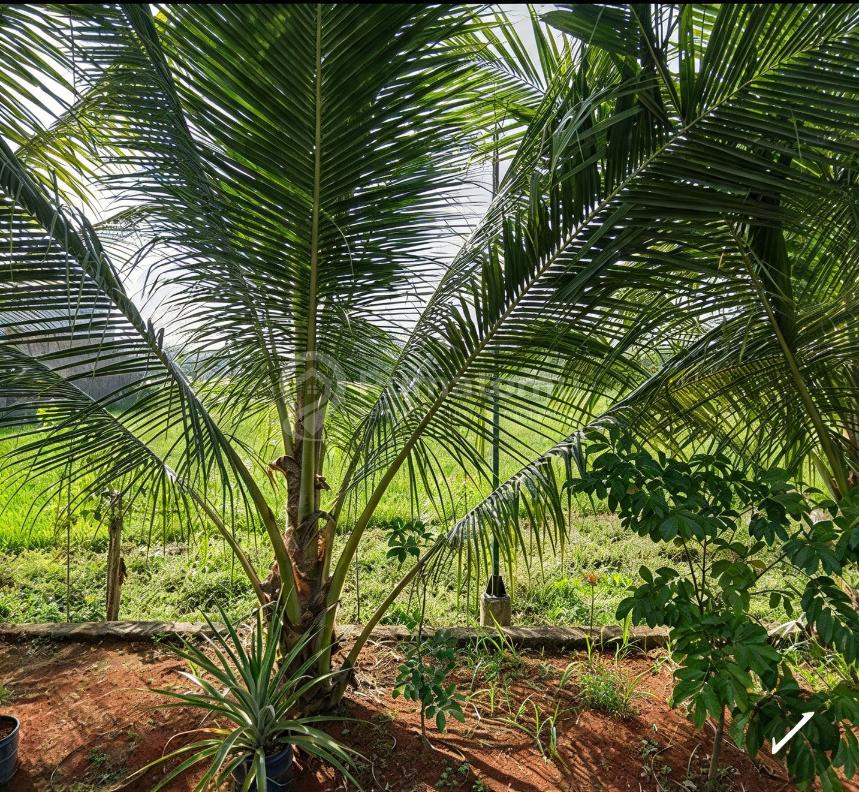 Dijual Tanah Nego Sampai Jadi - Sawah Rawa Bango Cianjur