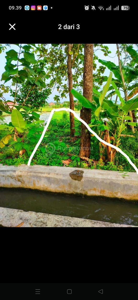 Sawah subur dekat Ponpes Ngrukem 