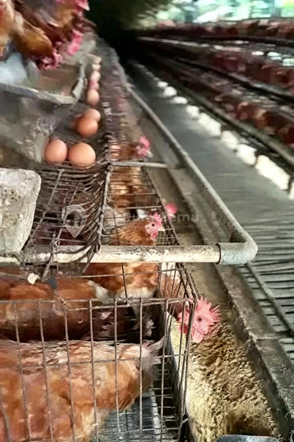 Bogor [Kandang Ayam] = Tempat Usaha Masih Aktif 2.2Ha
