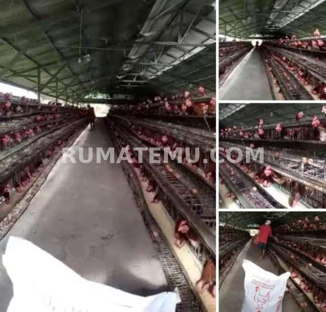 JUAL TANAH 11 HA SHM BONUS  PETERNAKAN  AYAM TELOR PRODUKTIF SKALA BESAR. PEMILIKNYA MAU PULANG KE TAIWAN