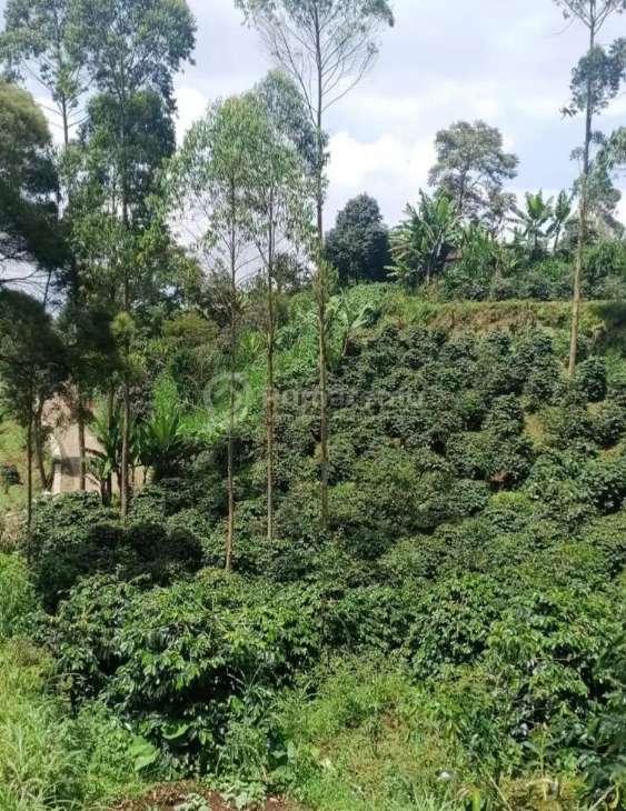 Dijual Tanah Perkebunan Kopi di Pangalengan Bandung Selatan