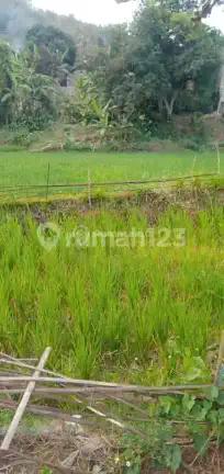 Tanah Sawah di Limbangan Garut, Produktif, Harga Murah