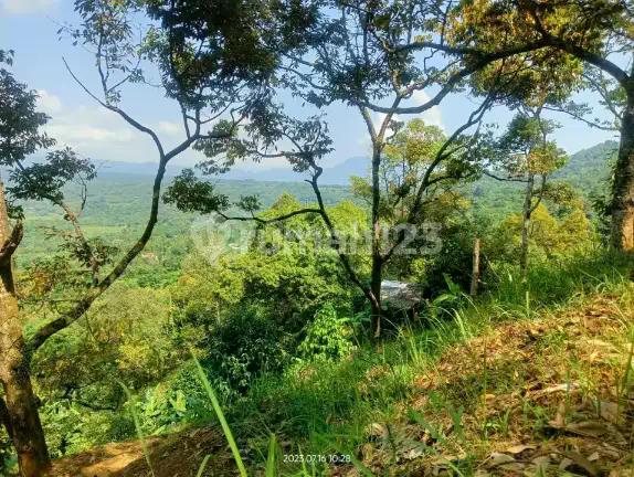 Tanah Perkebunan Aktif Di Bogor 3.5 Hektar