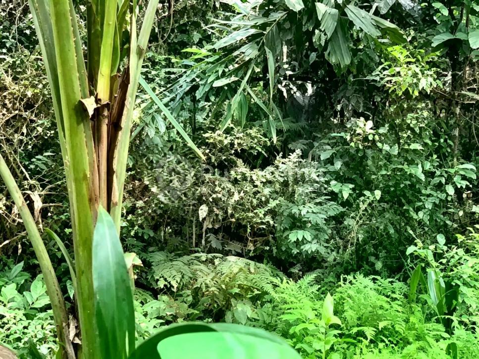 L-1088 Scenic 2.4 Hectare Land For Sale Near Balian Beach
