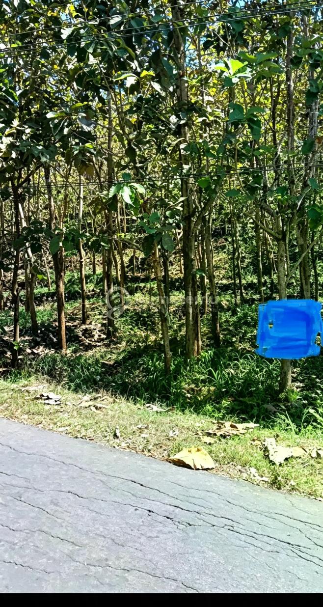 PEKARANGAN DAN POHON JATI DI PINGGIR JALAN NASIONAL YOGYA - BARON