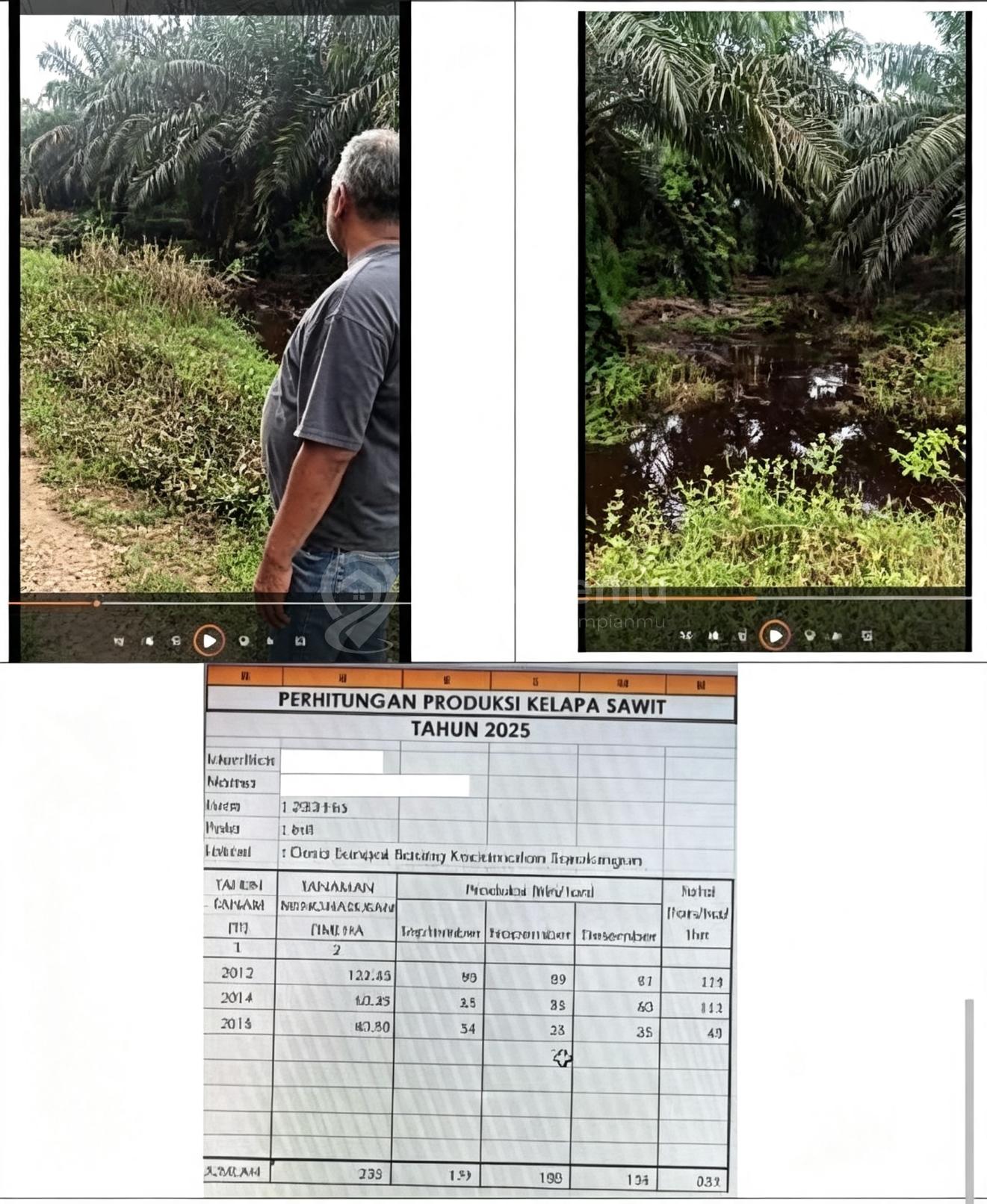 Lahan sawit Soralangun Jambi