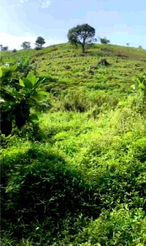 Dijual Tanah di Desa Tangkil, Kecamatan Citeureup, Kabupaten Bogor, Sentul, Jawa Barat
