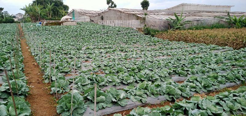Tanah 2 Hektar Harga Murah Untuk Perumahan Resort Villa Agro Wisata Agro BIsnis di Padaasih Kabupaten Bandung Barat