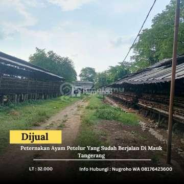 Dijual Peternakan Ayam Petelur Yang Sudah Berjalan Di Mauk