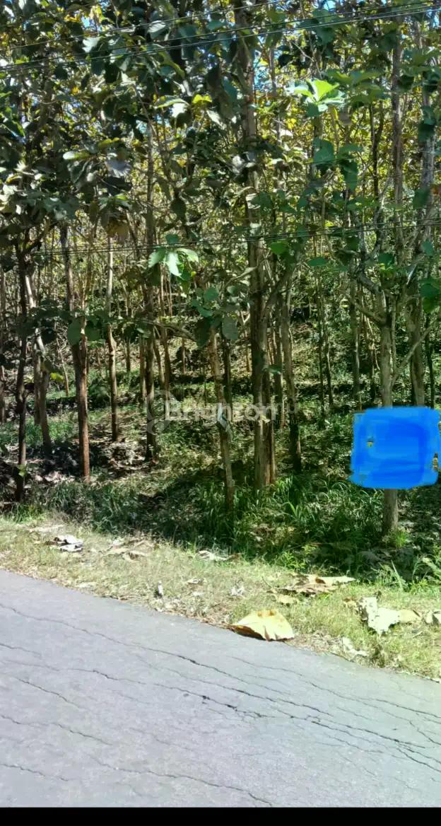 PEKARANGAN DAN POHON JATI DI PINGGIR JALAN NASIONAL YOGYA - BARON