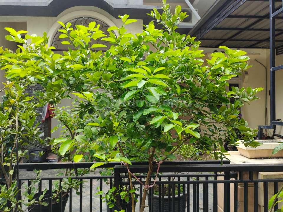 Rumah dijual PALM SPRING REGENCY 