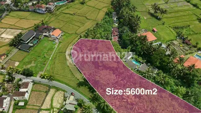 Ready For Leasehold Land In Ubud Bali Ready For Build