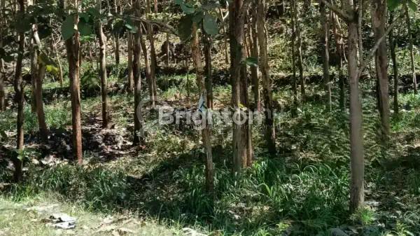 Jual JLN RAYA BARON, DESA MULO KEC. WONOSARI TANAH 2811M2 DI MULO, WONOSARI, GUNUNG KIDUL
