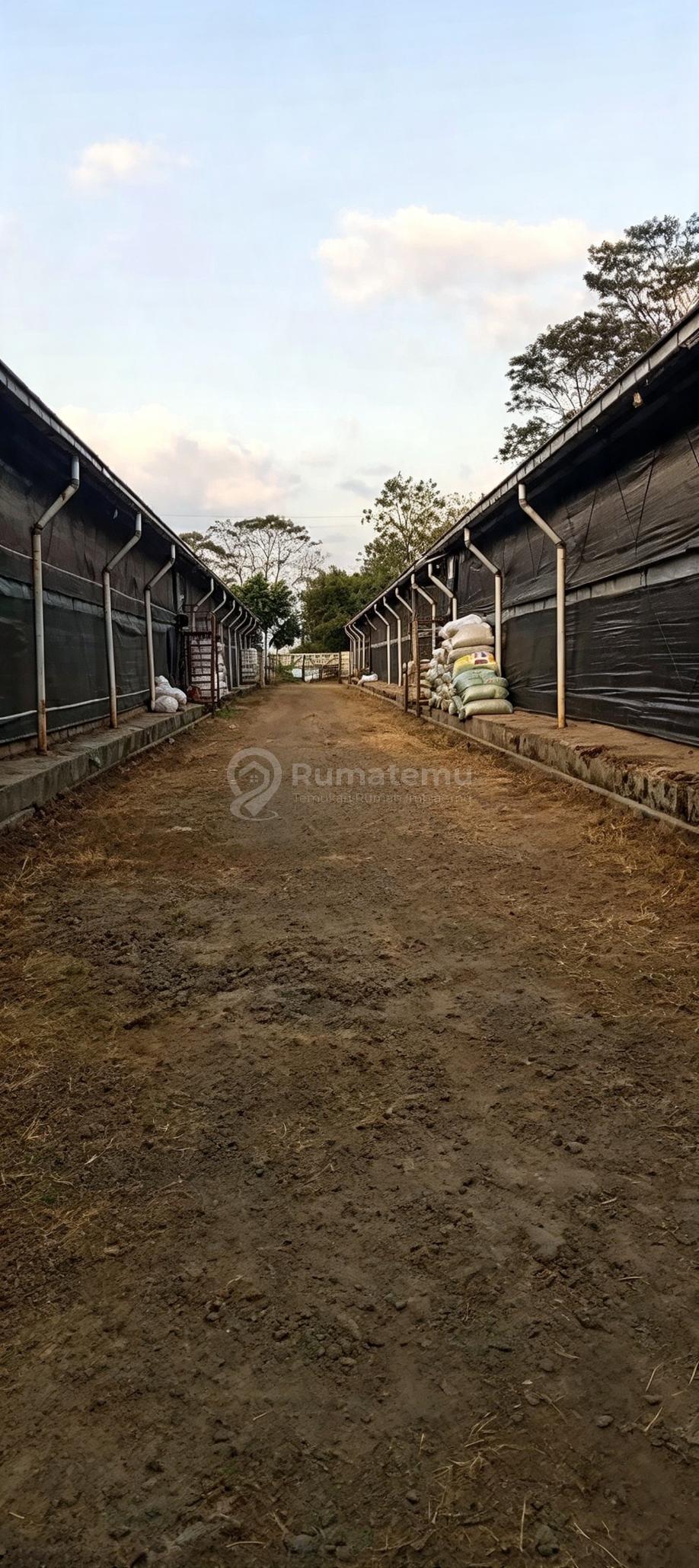 Dijual Tanah Atau Take Over Kandang Ayam Boiler.