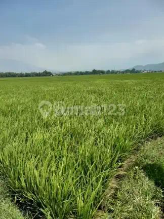 Tanah Sawah Produktif Pinggir Jalan Daerah Ciparay
