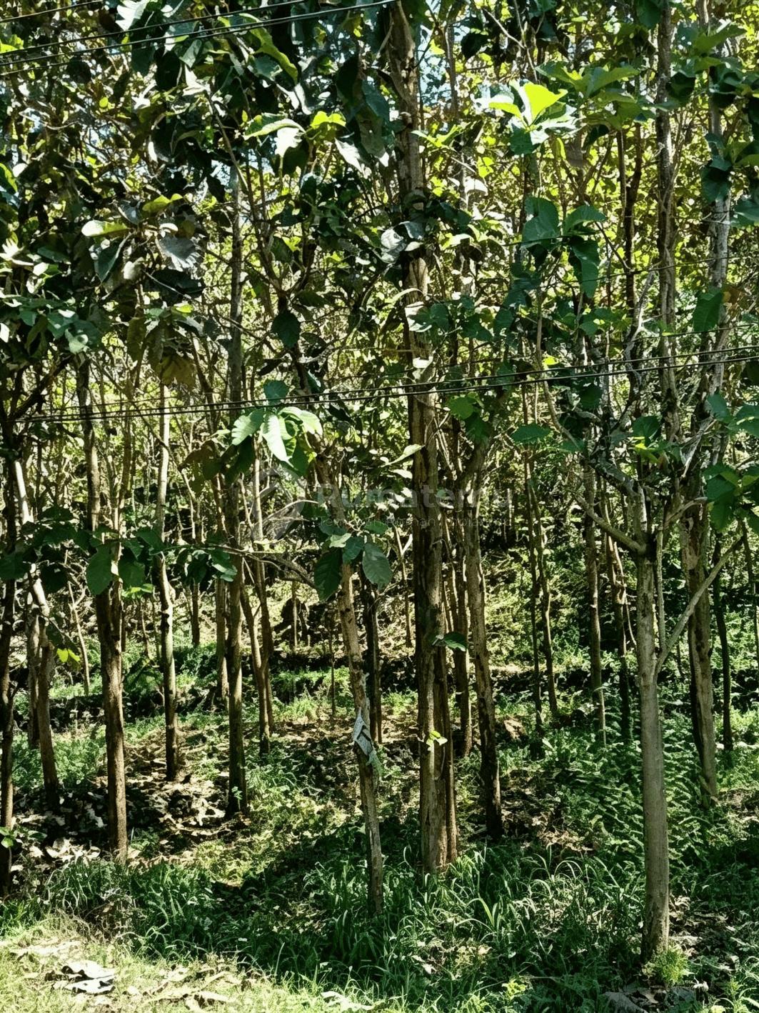 Jual JLN RAYA BARON, DESA MULO KEC. WONOSARI TANAH 2811M2 DI MULO, WONOSARI, GUNUNG KIDUL