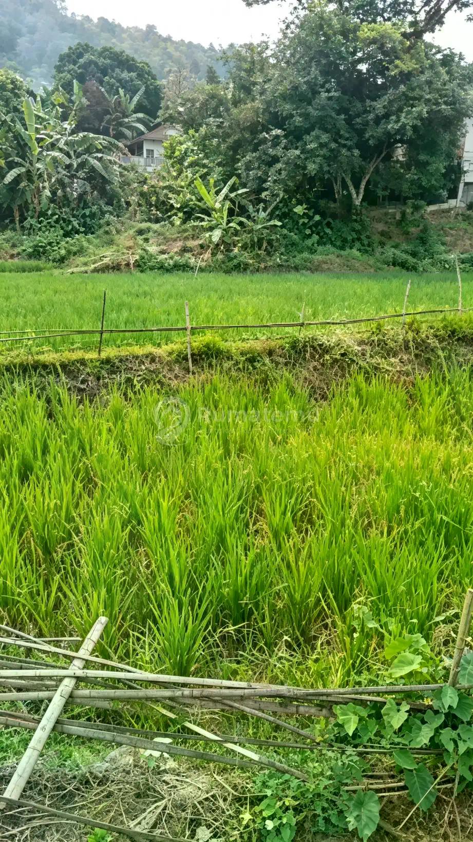 Tanah Sawah di Limbangan Garut,  Produktif, Harga Murah