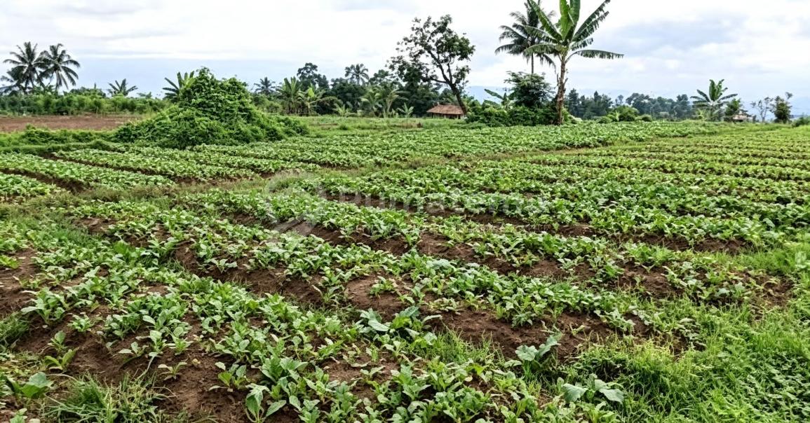 Tanah Murah View 2 Gunung Salak dan Gede Pangrango, Cidahu Sukabumi