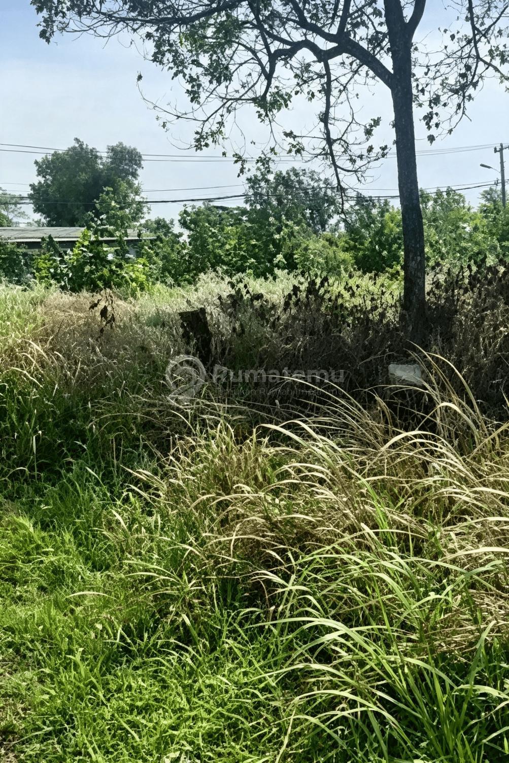 Cileles Kawasan Industri [Tanah]: Area Tigaraksa- Dekat Pabrik Lg