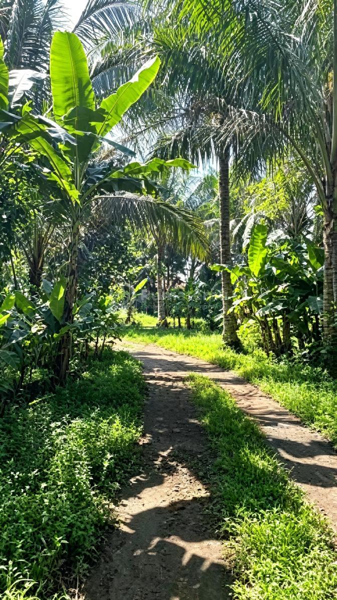Dijual Tanah di Gang Asyifa Pabuaran Gunung Sindur