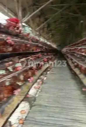 Bogor [Kandang Ayam] = Tempat Usaha Masih Aktif 2.2Ha