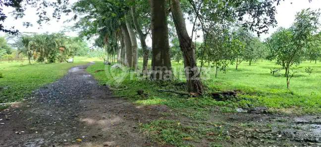 Dijual Tanah di Cikande Rangkas Bitung