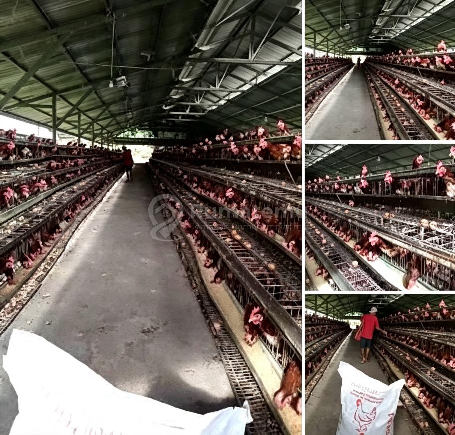JUAL TANAH 11 HA SHM BONUS  PETERNAKAN  AYAM TELOR PRODUKTIF SKALA BESAR. PEMILIKNYA MAU PULANG KE TAIWAN