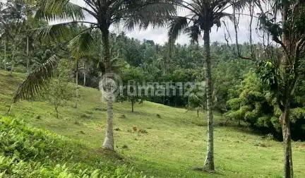 L-1088 Scenic 2.4 Hectare Land For Sale Near Balian Beach